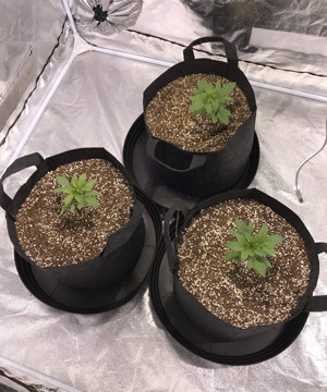 Третья неделя выращивания