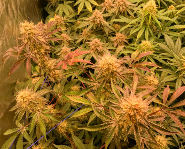 Конопля на 11 неделе роста