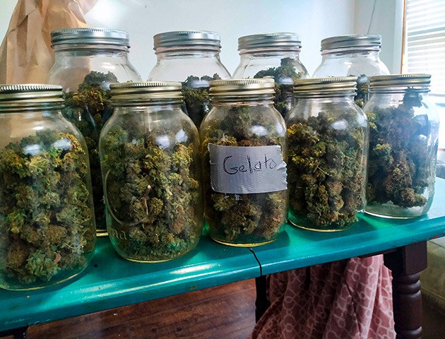 Впечатления от сорта Gelato Полученный урожай