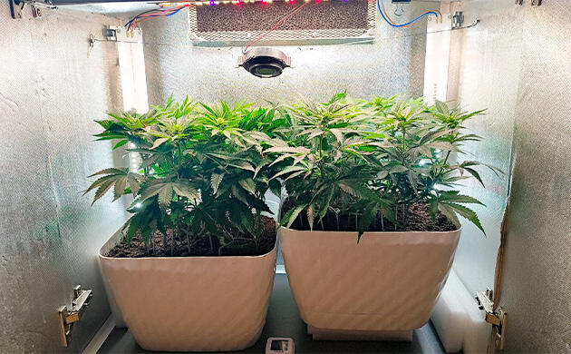 Удобрения и полив конопли Кусты Mimosa Shot и Gorilla Zkittlez на 7 неделе