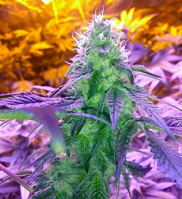 Vanilla Frosting: обрастание трихомами