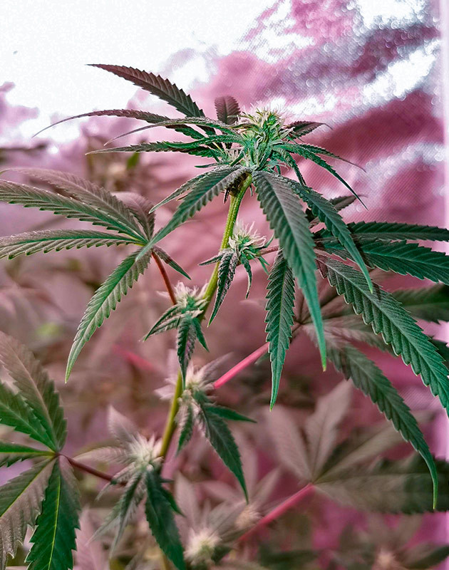 Куст Gorilla Glue на 12 неделе выращивания