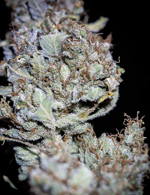 Сухая шишка