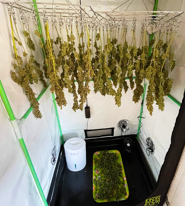 Вертикальная сушка конопли Сушка урожая в гроубоксе