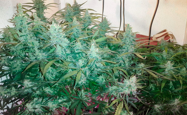 Появление янтарных трихом 13 неделя роста