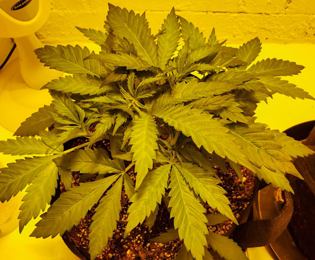 Растишка ростом 65 см