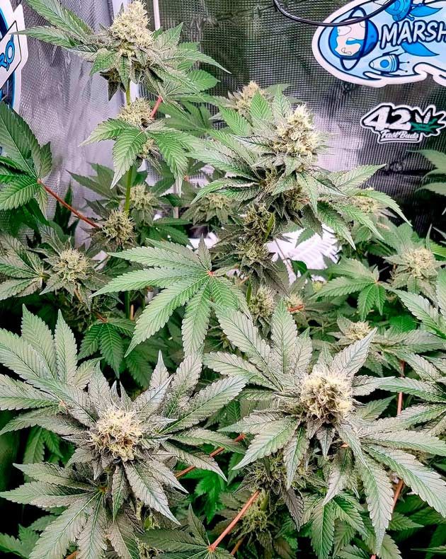 Трихомы на шишках конопли