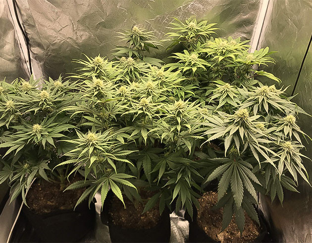 Цветущие кусты Chemical Bride