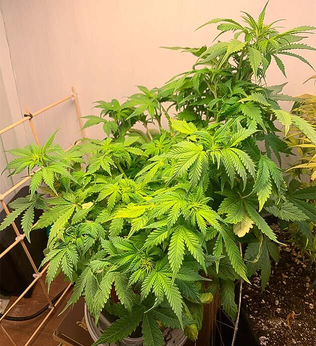 Полив марихуаны Конопля на 6 неделе выращивания