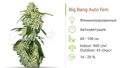 Сорт марихуаны Big Bang Auto Big Bang Auto от Green House Seeds