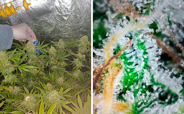 12 неделя выращивания Tutankhamon