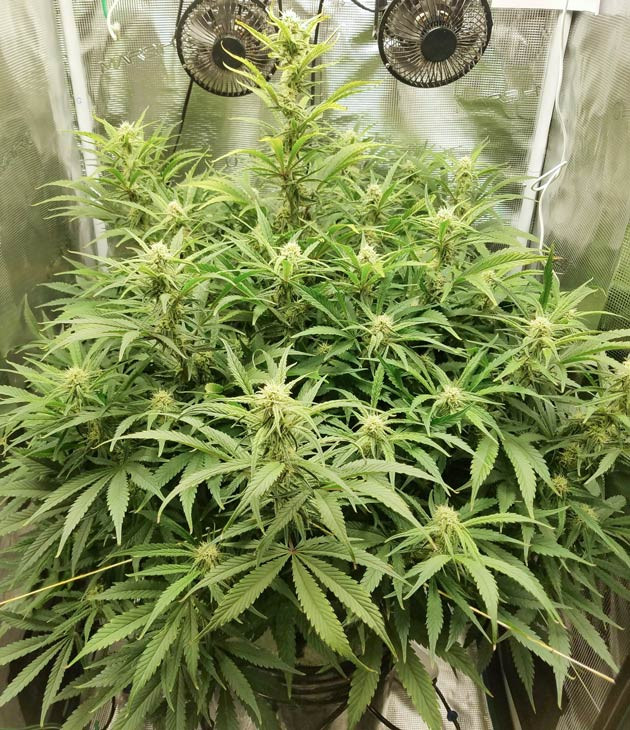 Непрерывный рост Bruce Banner Auto Увеличение дозировки для Bruce Banner Auto