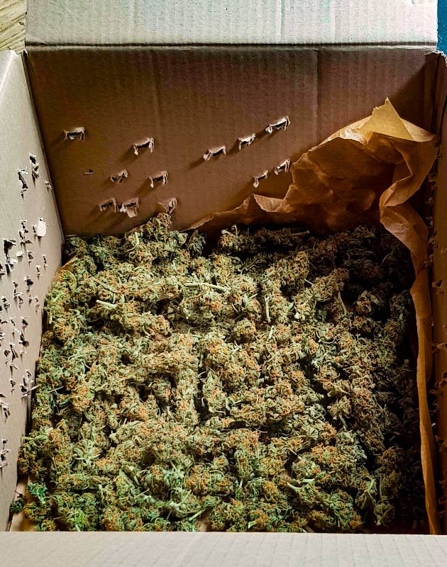 Сбор урожай с куста Zkittlez Auto Харвест и впечатления от Zkittlez Auto