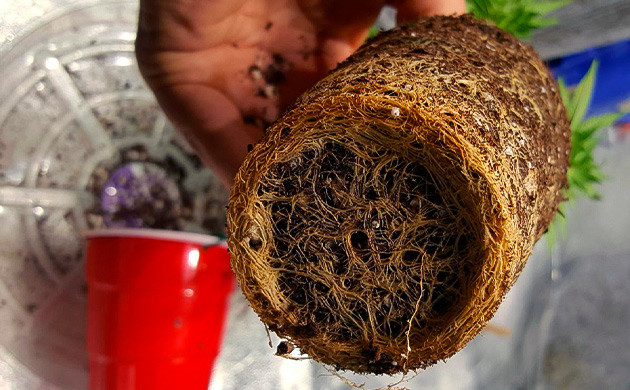 Спутанный ком корней