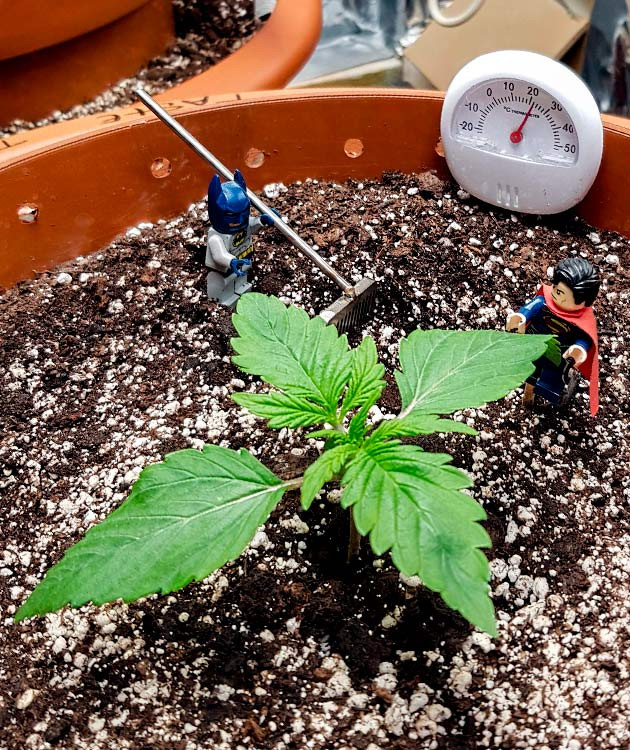 Выращивание сорта марихуаны Zkittlez Auto Начало выращивания конопли Zkittlez Auto