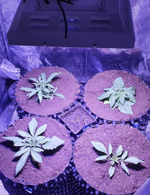 Пересадка конопли в большие горшки 4 куста в 20 литровых эйр-потах