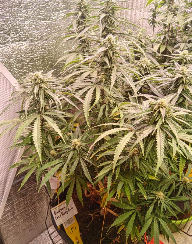 Появление сильного запаха у конопли Конопля на 8 неделе роста