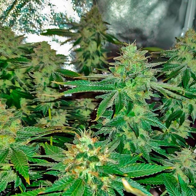 Keepers OG Autoflower от Seedkeepers