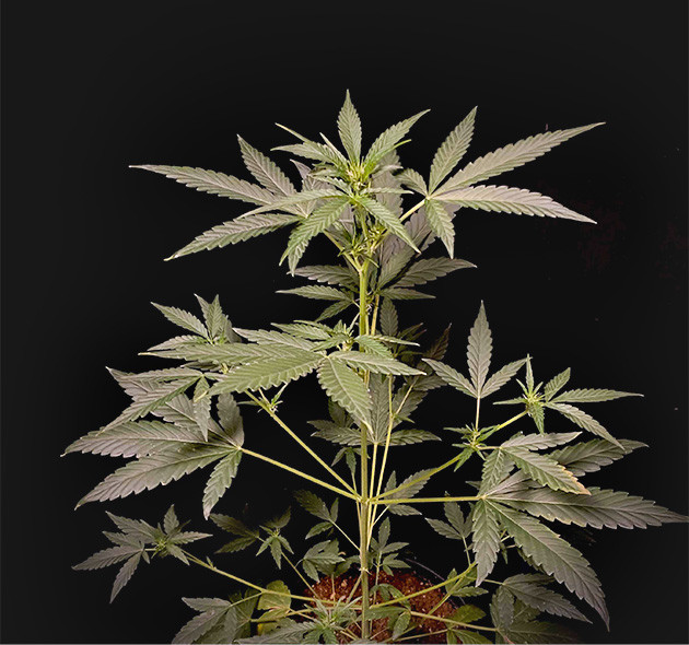 Пятая неделя: +10 см и завязи соцветий