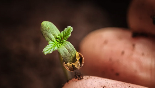 Проращивание семечка