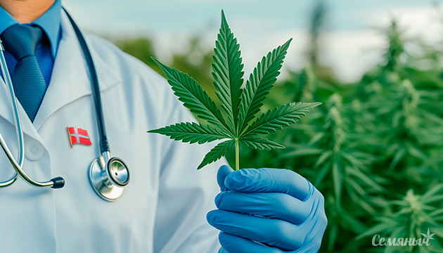 Медицинская конопля в Дании Продление проекта медицинской конопли в Дании