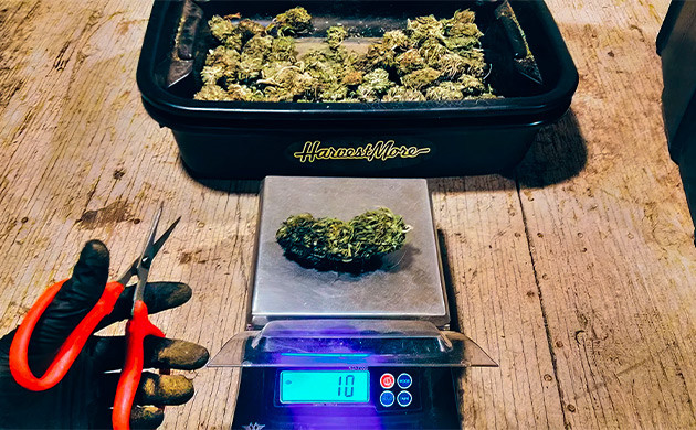 Обрезка шишек и придание формы Тримминг шишек