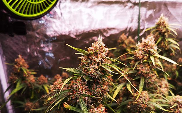 Оранжевые стигмы на соцветии каннабиса