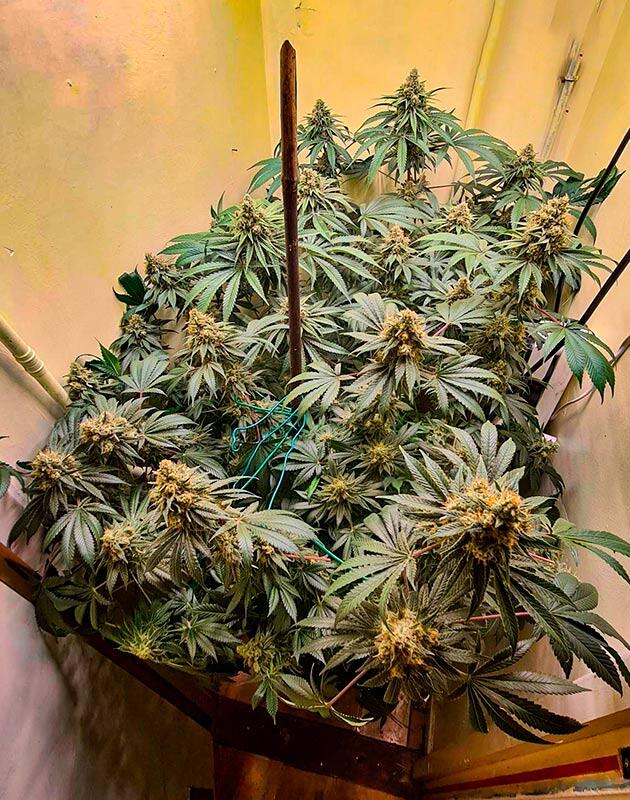 Созревшая марихуана