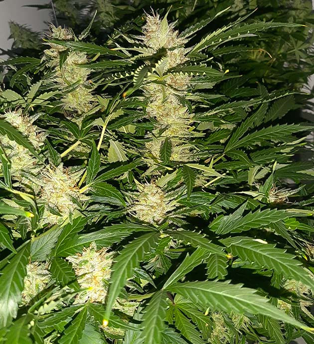 Полив и замеры показателей Межполивочный интервал Bruce Banner Auto