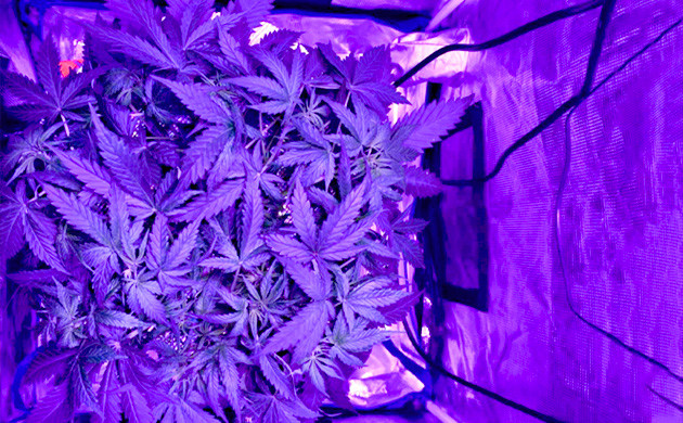 Пятая неделя роста Куст каннабиса 26 см