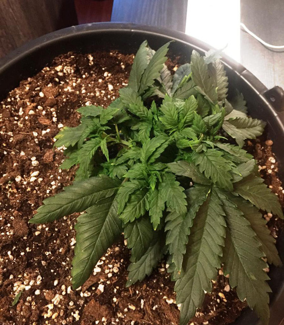 Техника LST подгиба Начало LST тренировки Jack Herer