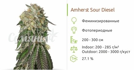 Сорт конопли Amherst Sour Diesel Amherst Sour Diesel от Humbold Seeds