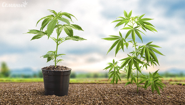 Выращивание марихуаны в аутдоре