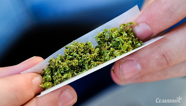 Как измельчить коноплю без гриндера