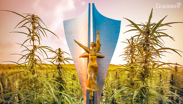 Коноплю легально выращивают в Ростовской области В Ростовской области выращивают коноплю