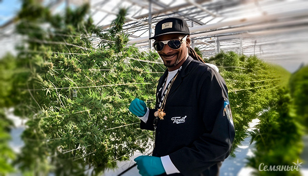 Снуп Догг инвестирует в клинику медицинского каннабиса Mamedica Снуп Догг вложил $5,6 млн в британскую клинику Mamedica