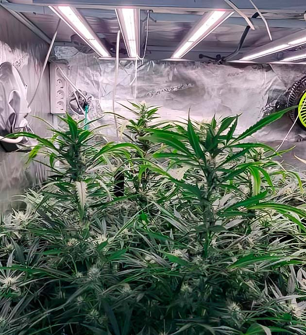 Как жара повлияла на Amnesia Zkittlez Auto