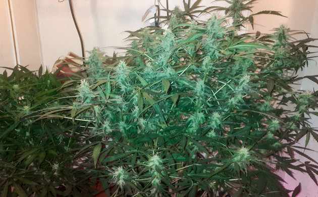 Формирование больших шишек Цветущие кусты