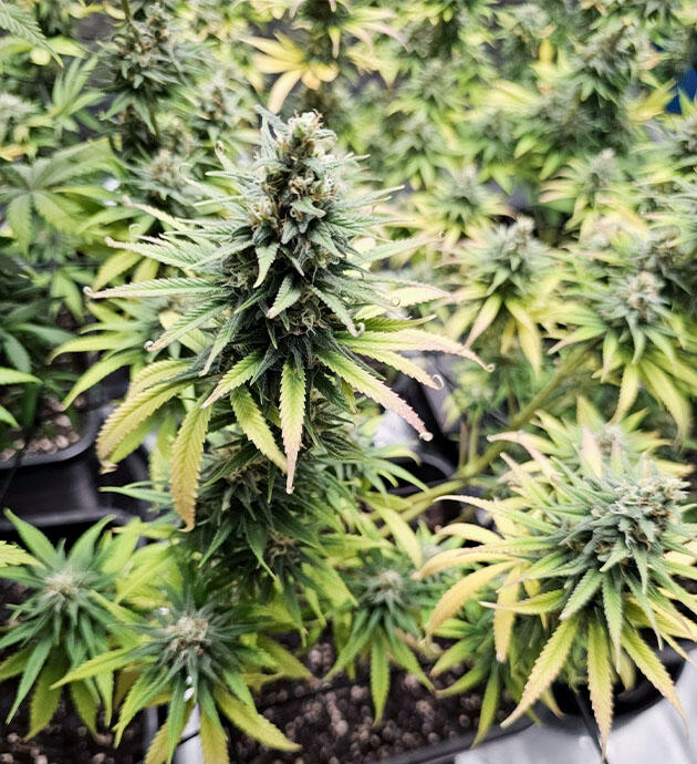 Куст Apple Betty от Herbies Seeds на 12 неделе