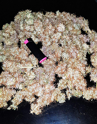 Созревшие шишки марихуаны сорта Crime Caramel Auto