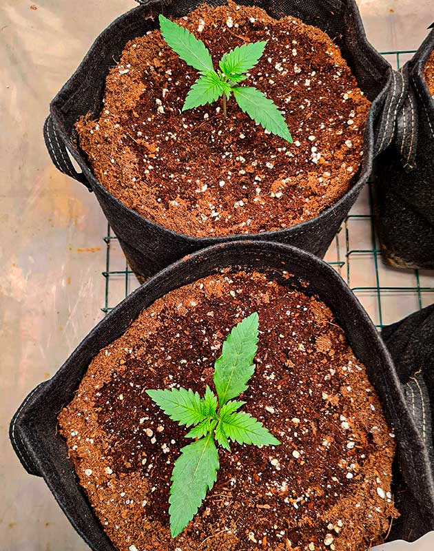 Росток Cherry Cola Auto