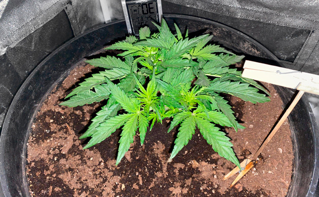 Изменение светового режима на 3 неделе