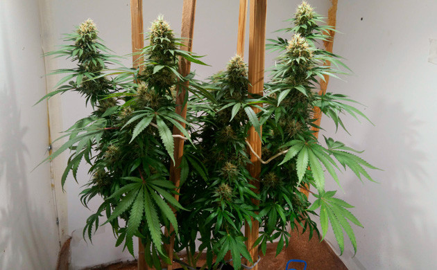 Установка опор для веток 15 неделя выращивания