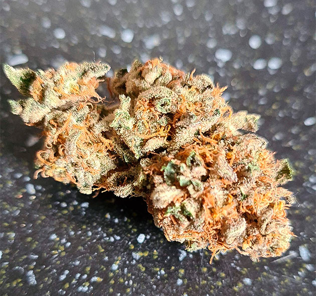 Шишка конопли после этапа просушки