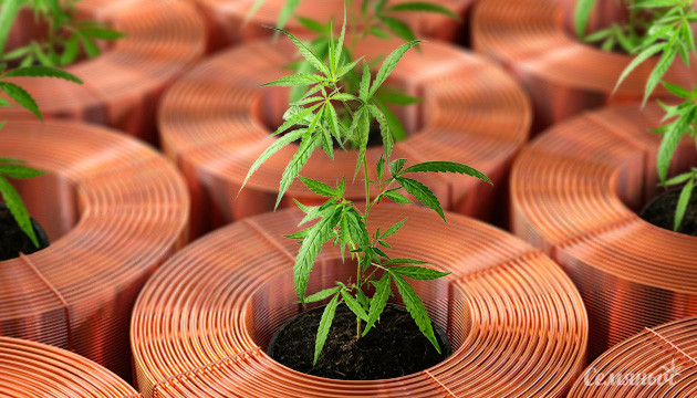 Дефицит меди у марихуаны