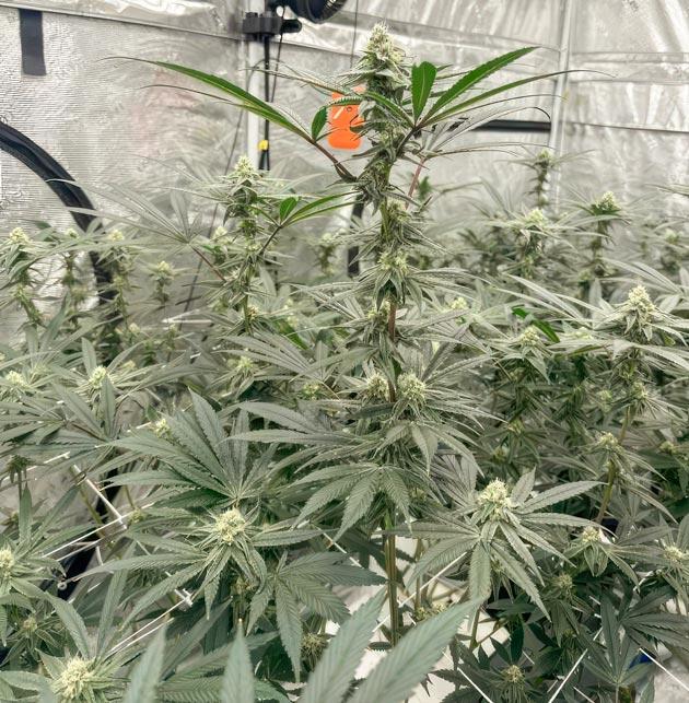 Кусты каннабиса с развивающимися бутонами и трихомами