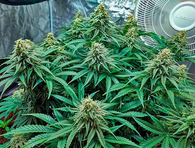 Шишки с желтеющими пестиками