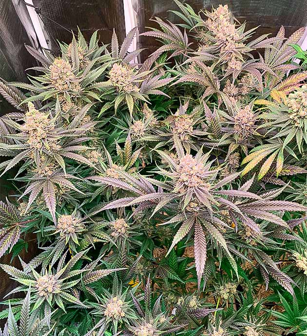 Куст Gorilla Glue #4 на 9 неделе цветения