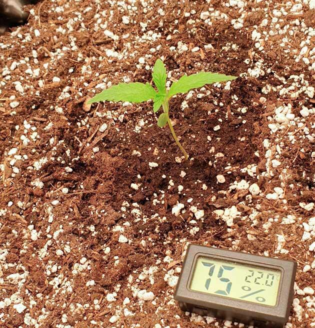 Росток Hellfire OG Auto на 2 неделе