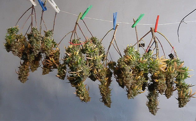 Тримминг Critical Orange Punch Auto